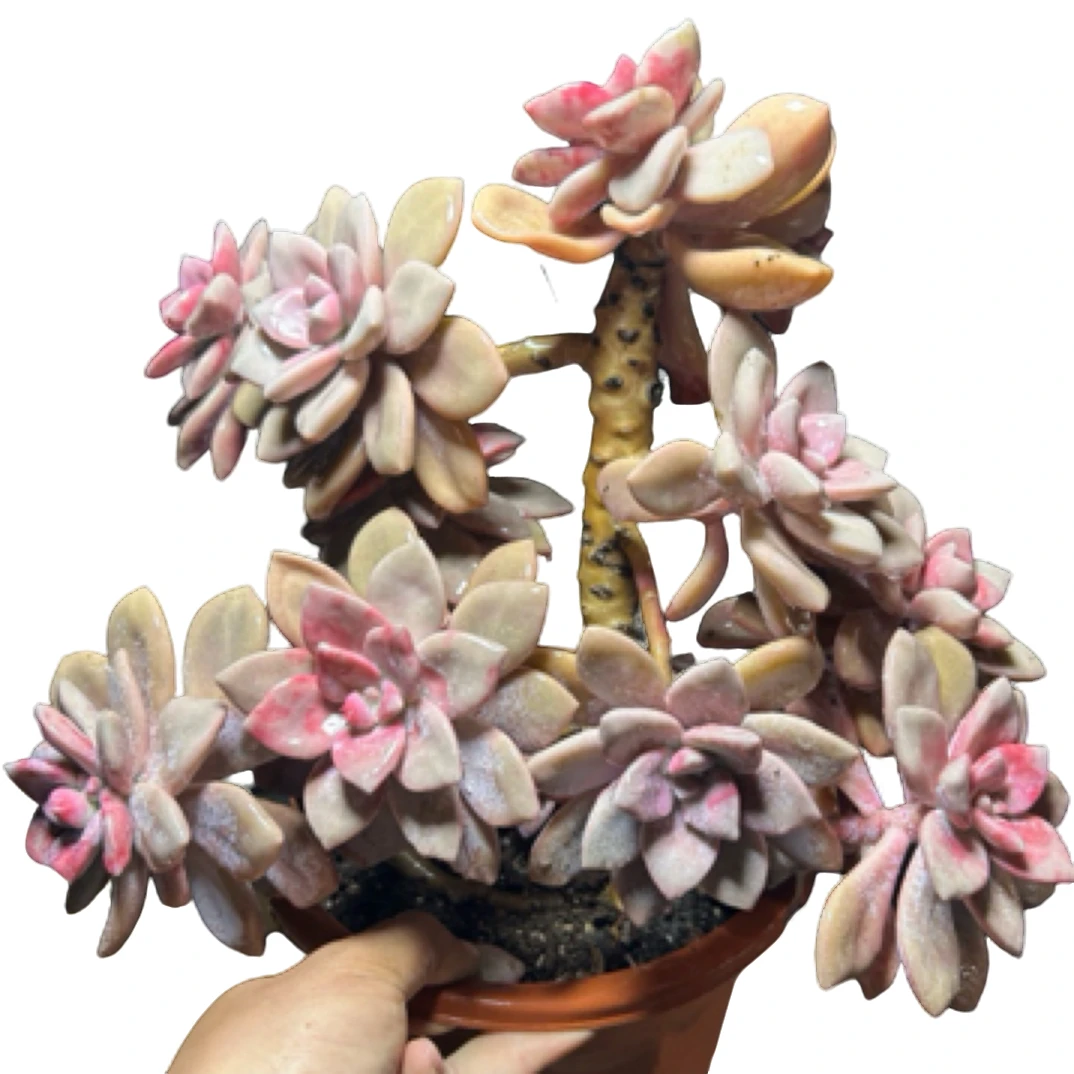 （飘枝桃霜）整装老桩飘枝盆栽盆景多肉