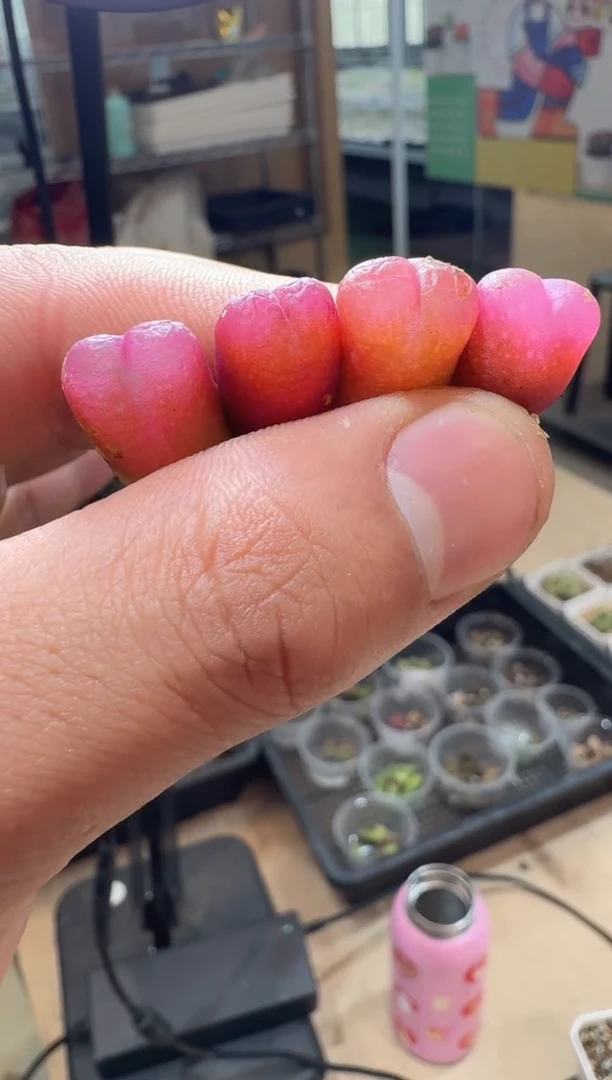 17-320多肉植物肉锥吕氏蜜桃一颗