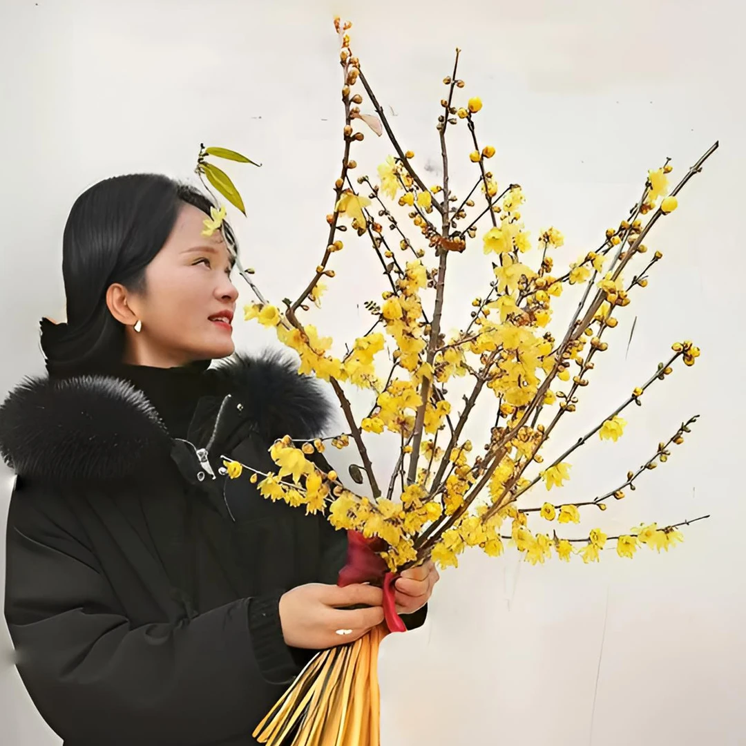 素心腊梅花鲜花水养鲜切花干枝腊梅年宵花卉水培植物花束客厅摆设