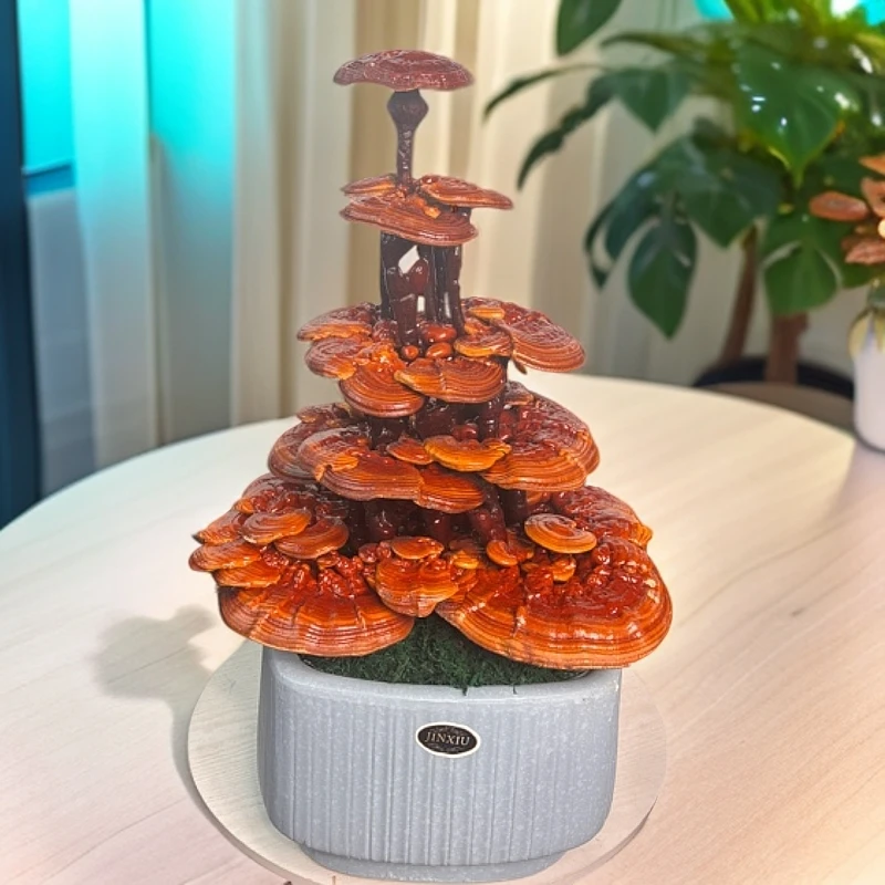 LING  ZHI   发财树造型盆景  长83高71  大款盆景