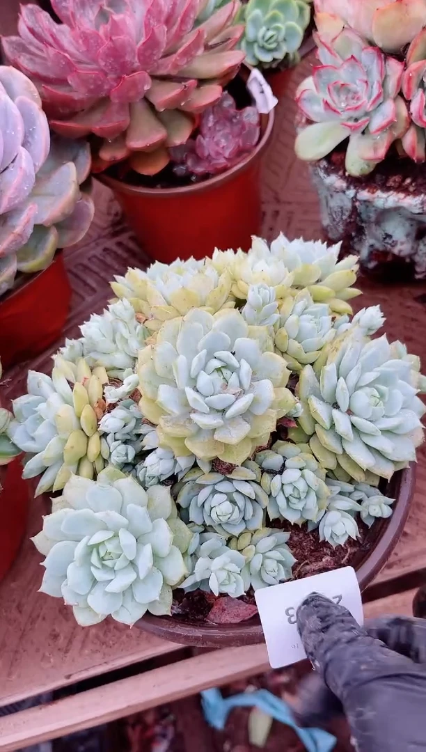 "**C26053多肉植物一物一拍