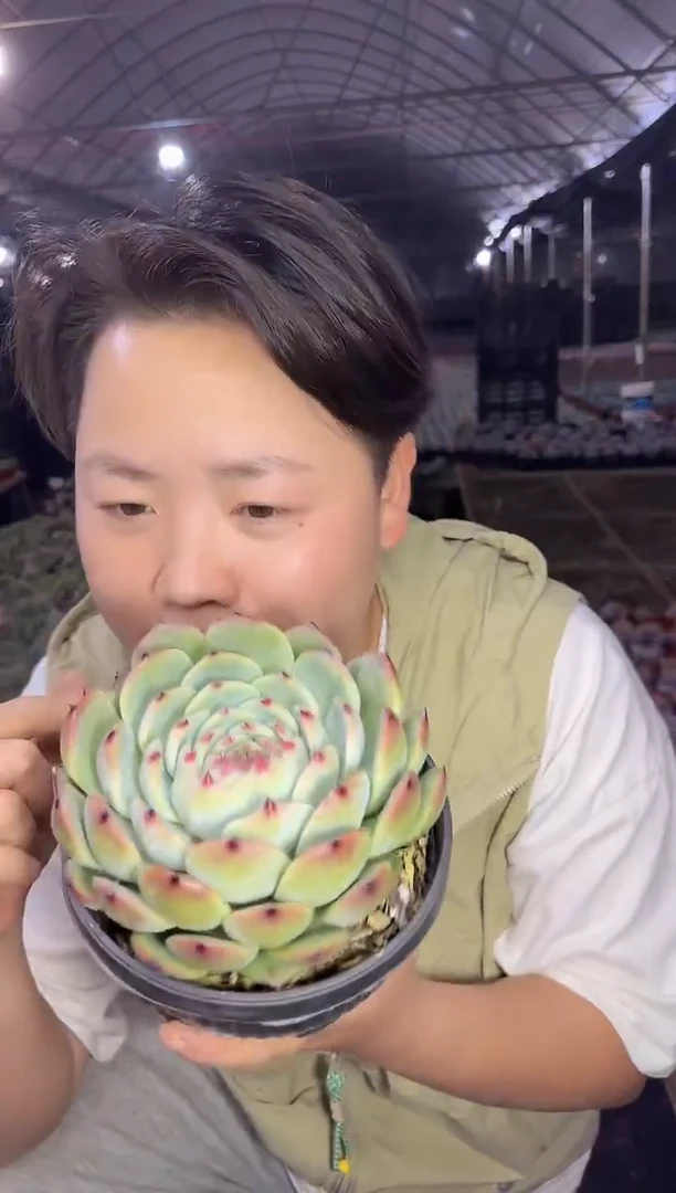 单头吉娃娃10CM3.99