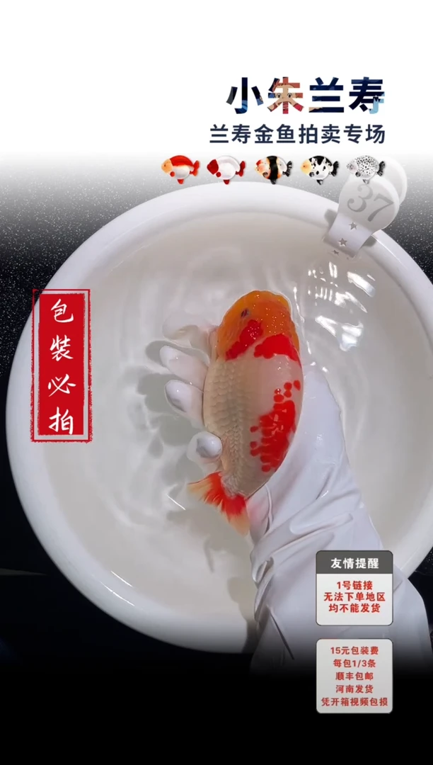 金鱼 包装必拍未拍顺丰到付37号
