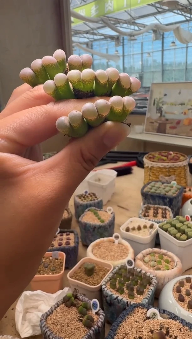 4-35美丽的多肉植物粉瑞公主一颗