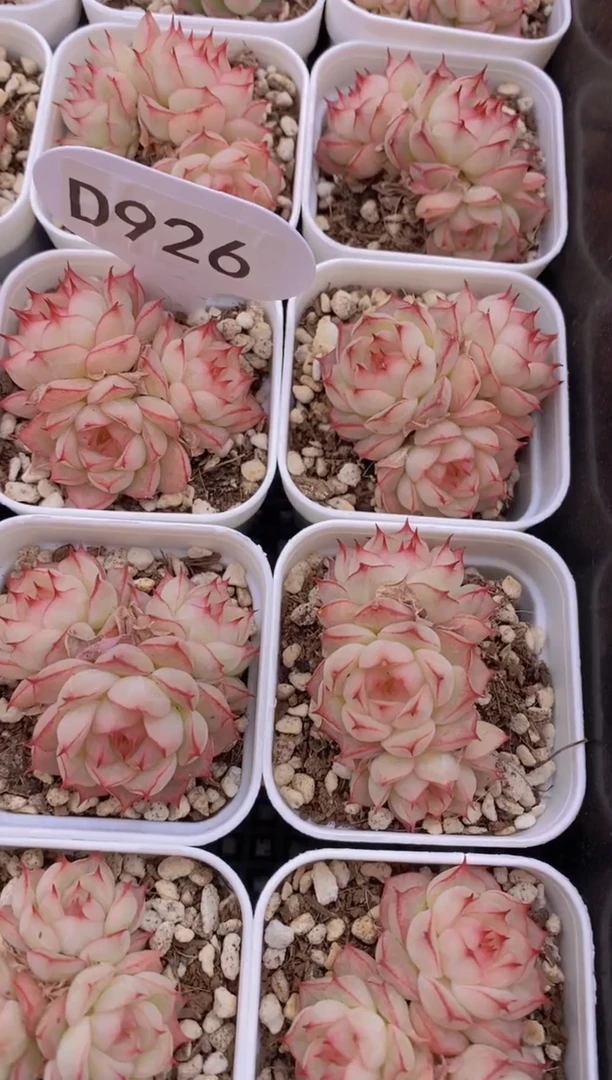 【闪购商品】D926-挚爱女王小群-4厘米