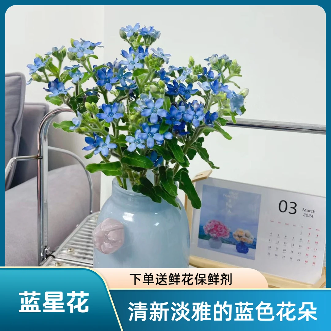 蓝星花鲜花多头云南昆明发货家居水养绿植小众草花一单包邮到家