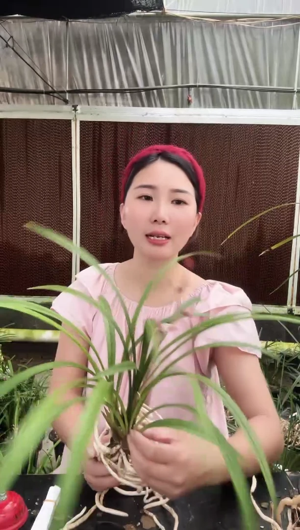 无花朵余蝴蝶6苗 兰花