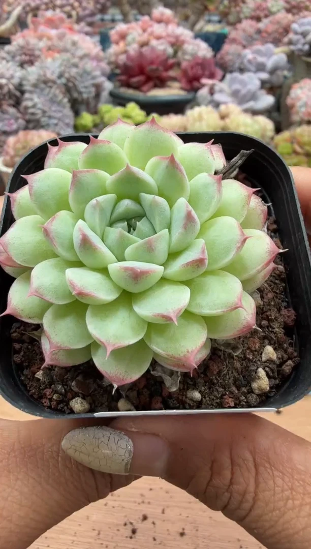 东云多肉园二店-385