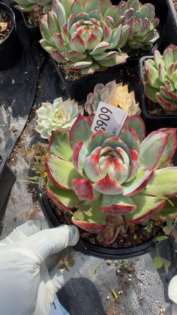 C909惊鸿仙子（展示为喷水效果）（裸根发货）