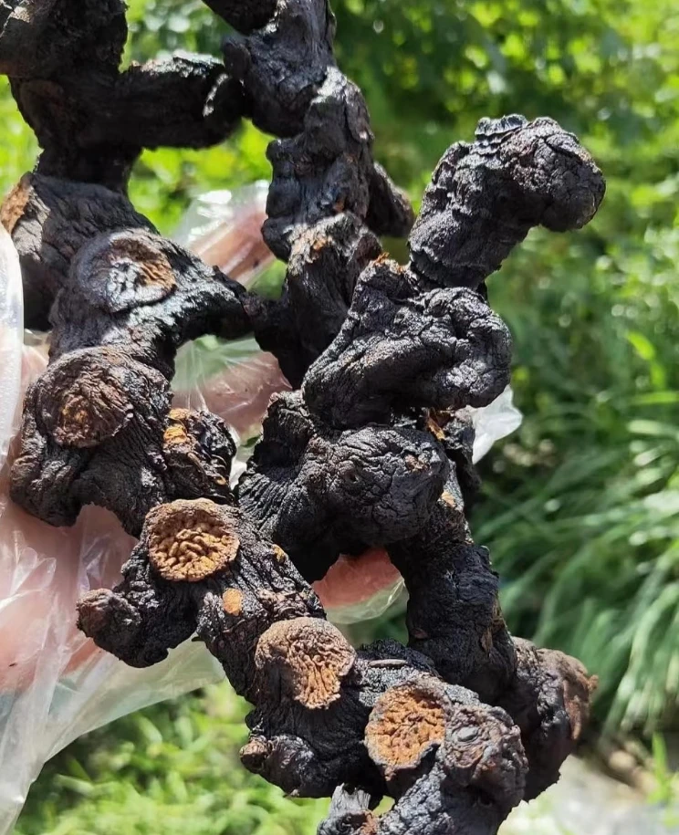 【九蒸九晒-黄精】15-25年·手工挑选·古法工艺~8