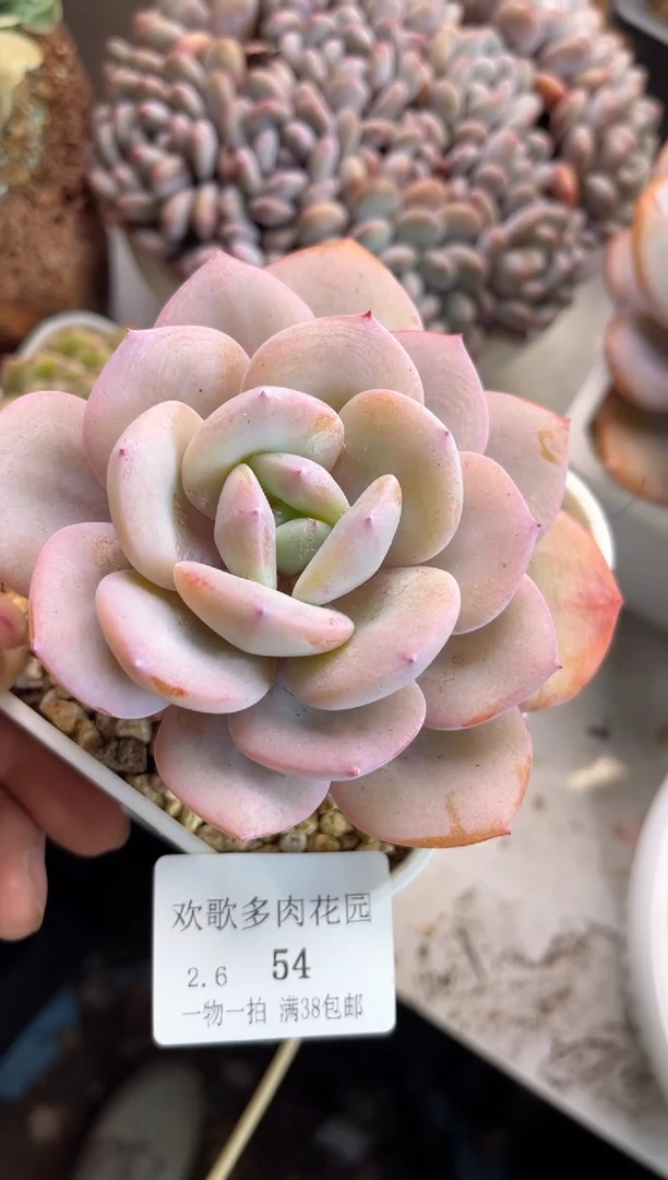 【闪购商品】2.6-54奶茶