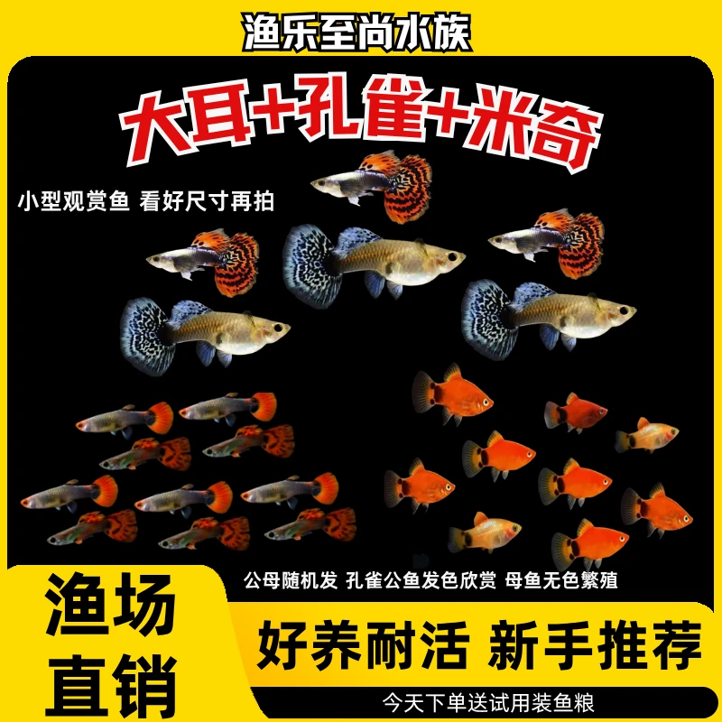 【大耳+孔雀+米奇】红米奇热带淡水小鱼好养耐活体观赏鱼孔雀斑马