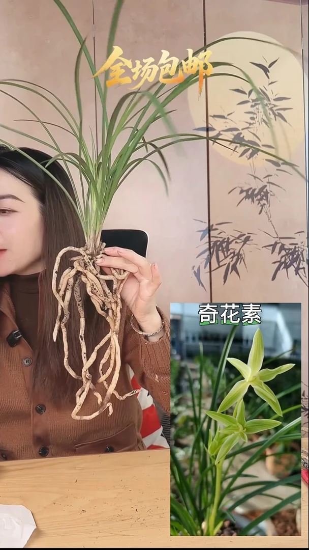 当前无花栽培后可以开花：奇花素