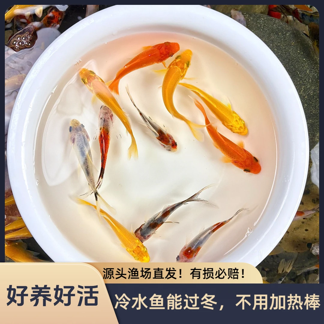 混搭 黄金锦鲤鹦鹉鱼红草金观赏鱼冷水鱼小金鱼渔场直发好养好活