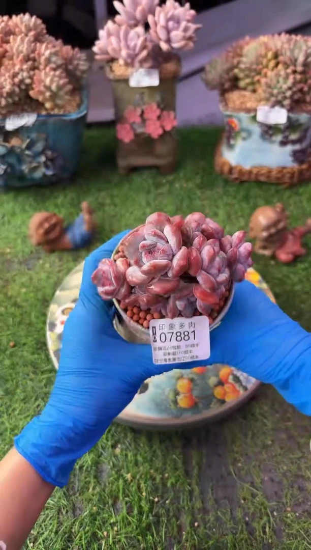 昆明印象多肉07881
