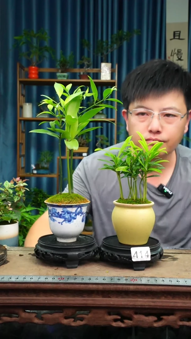 无花朵苔藓微景观414号