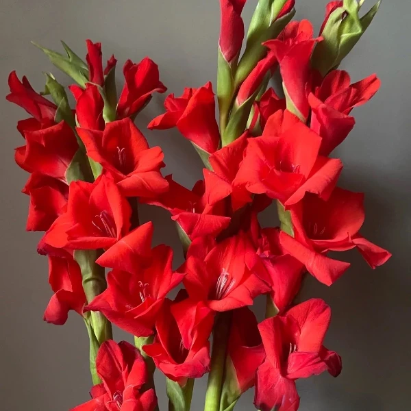 【董小姐】大番薯红色剑兰鲜花新手必入  顺丰包邮