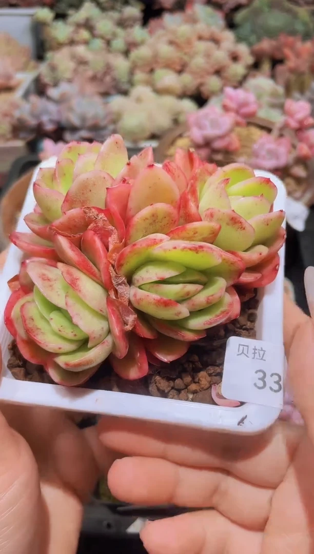 【闪购商品】339玉杯东云