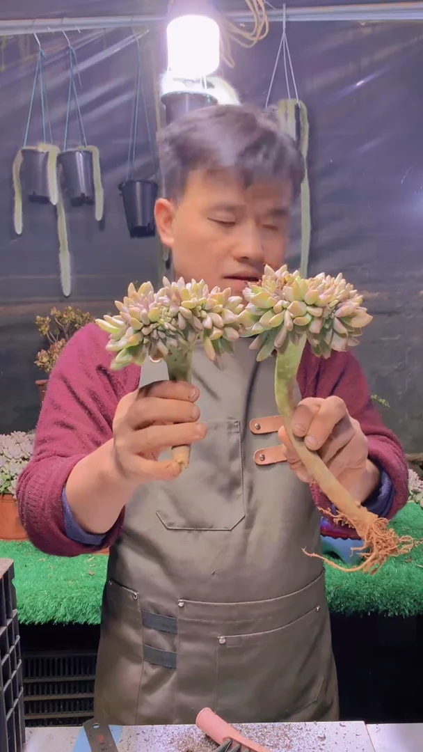 156淡雪缀化一物一拍