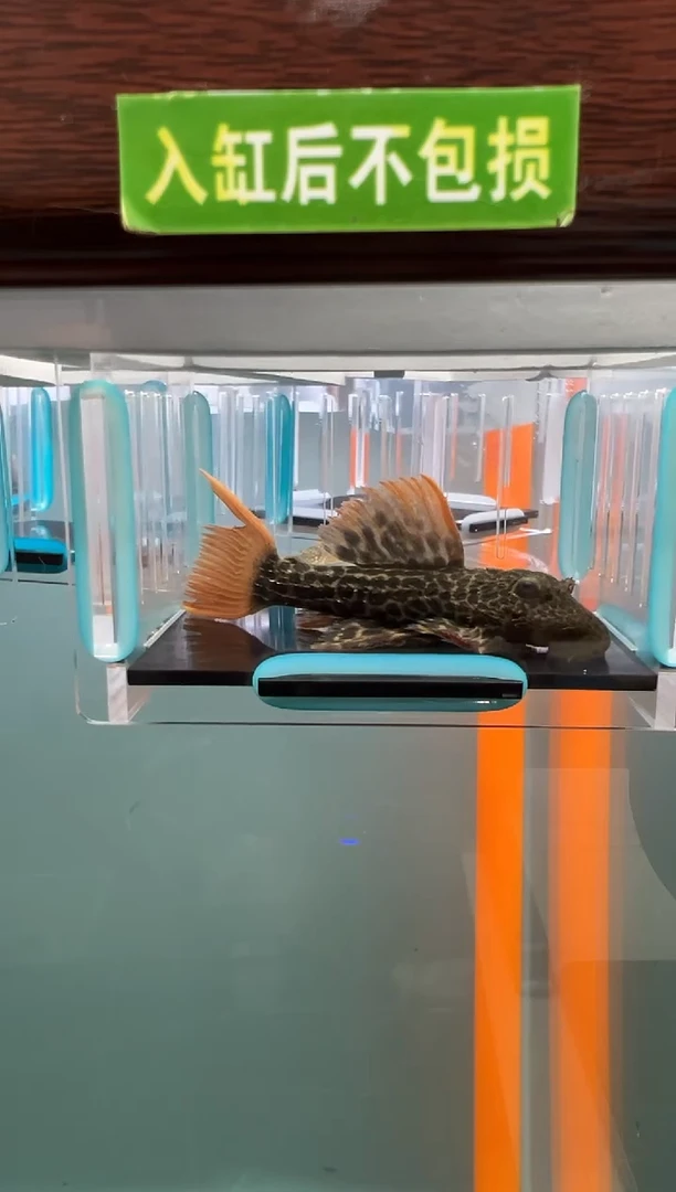 清道夫71号600残 入缸不包损录制完整开箱视频7.9厘米