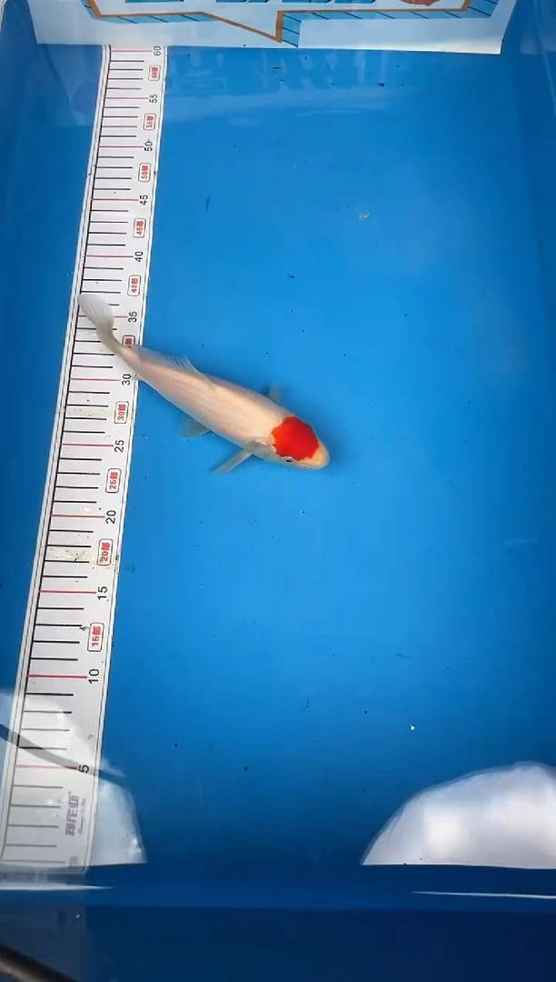 锦鲤16号锦鲤鱼 丹顶 闪购