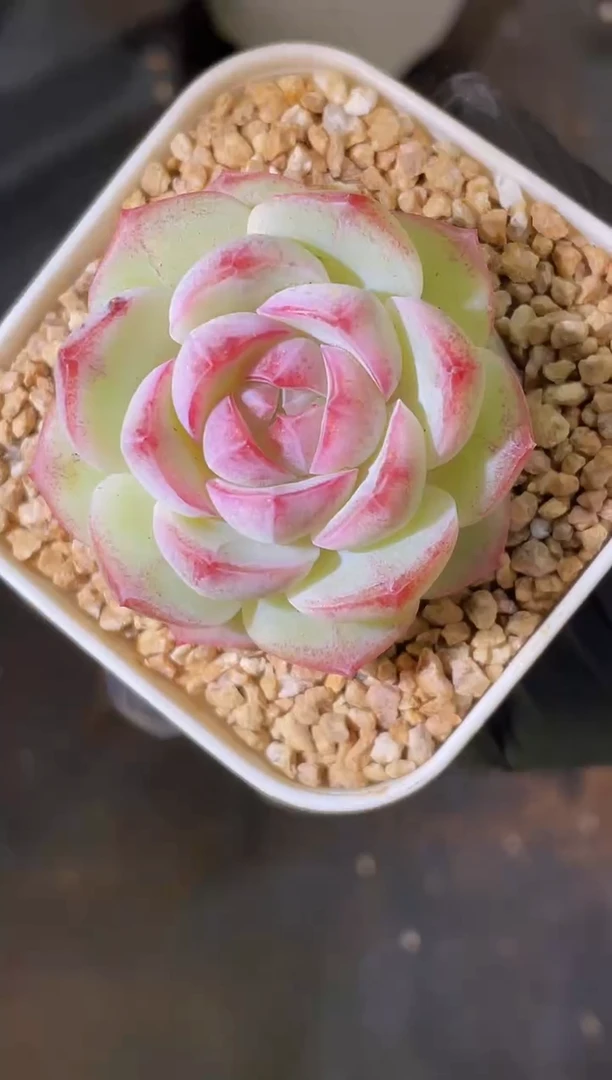 闪购2398 黄色桃枝系列 量拍发一颗