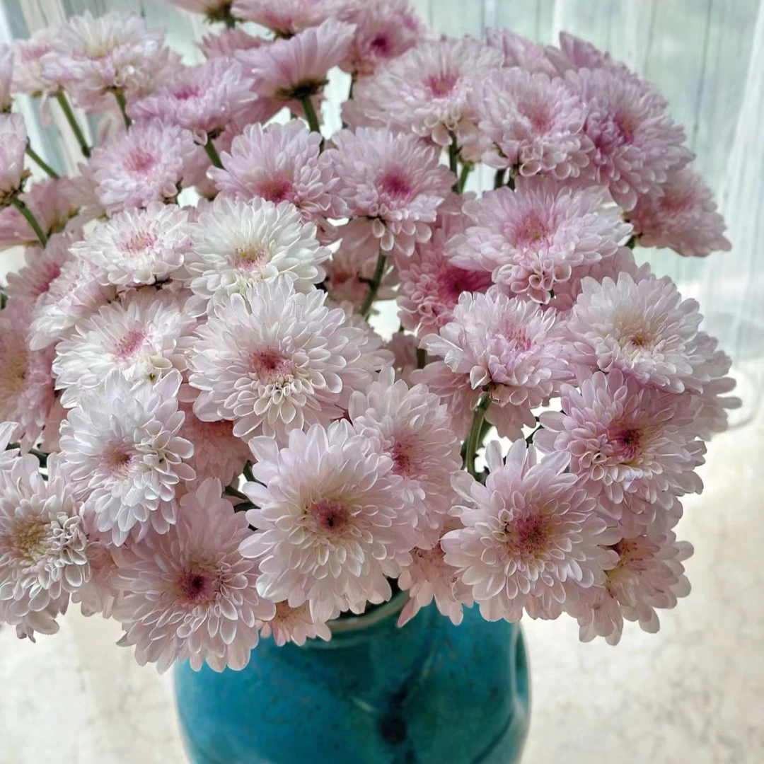 【顺丰发货】草莓冰淇淋雏菊鲜花1-4单一个运费自选品种