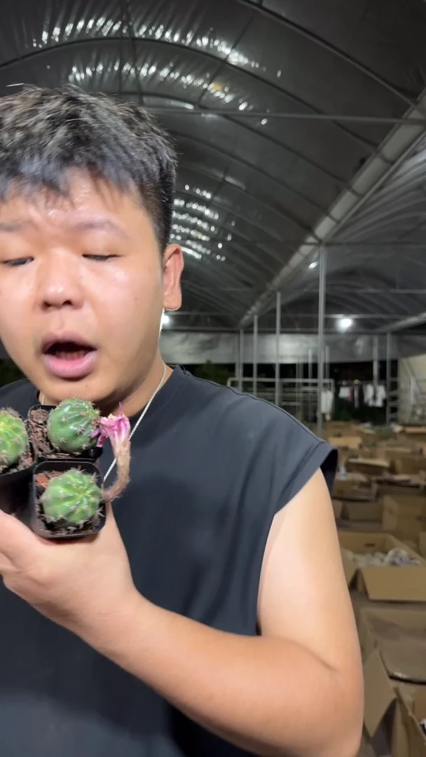 3颗 极光 3-5cm 不指定带花苞