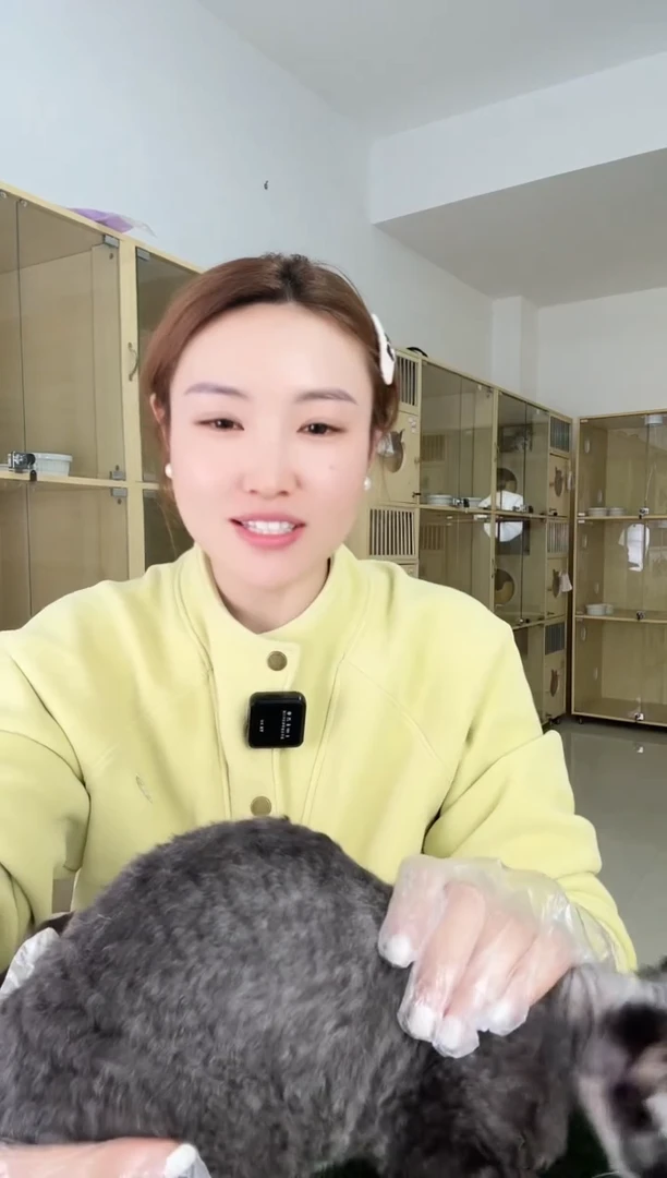 德文卷毛猫德文卷毛猫