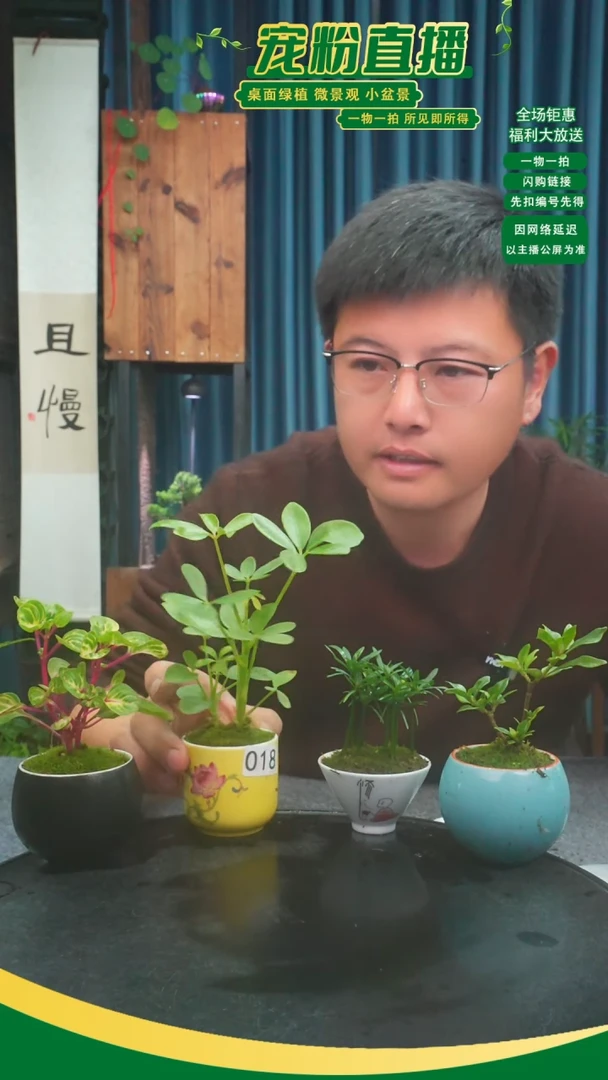 无花朵七**蕊苔藓微景观018号