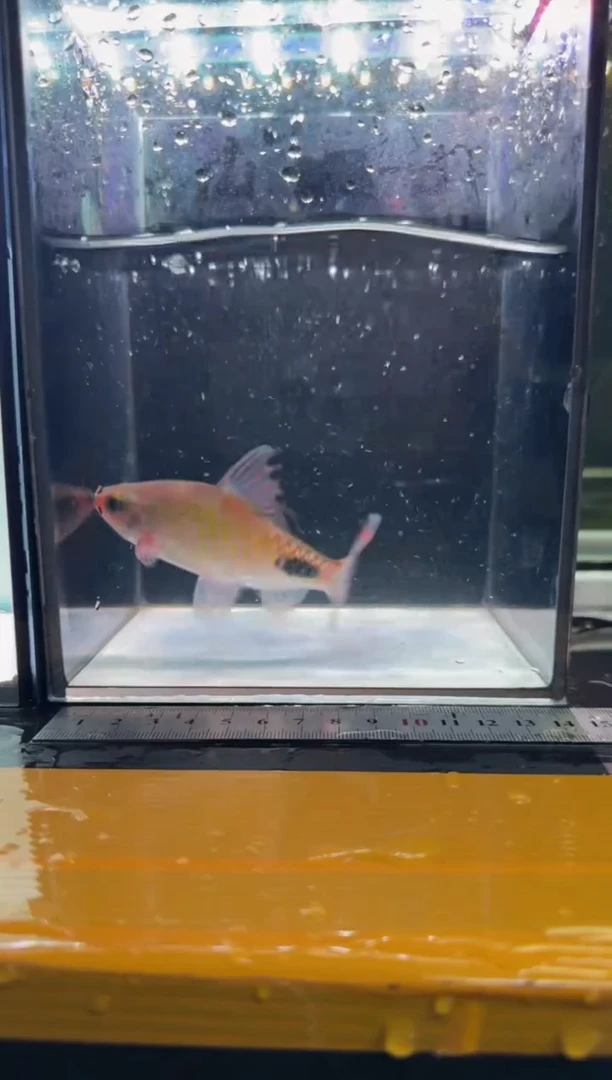 海水鱼紫红两点鲫