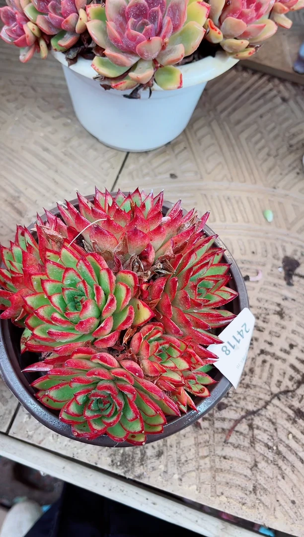 24118多肉植物一物一拍