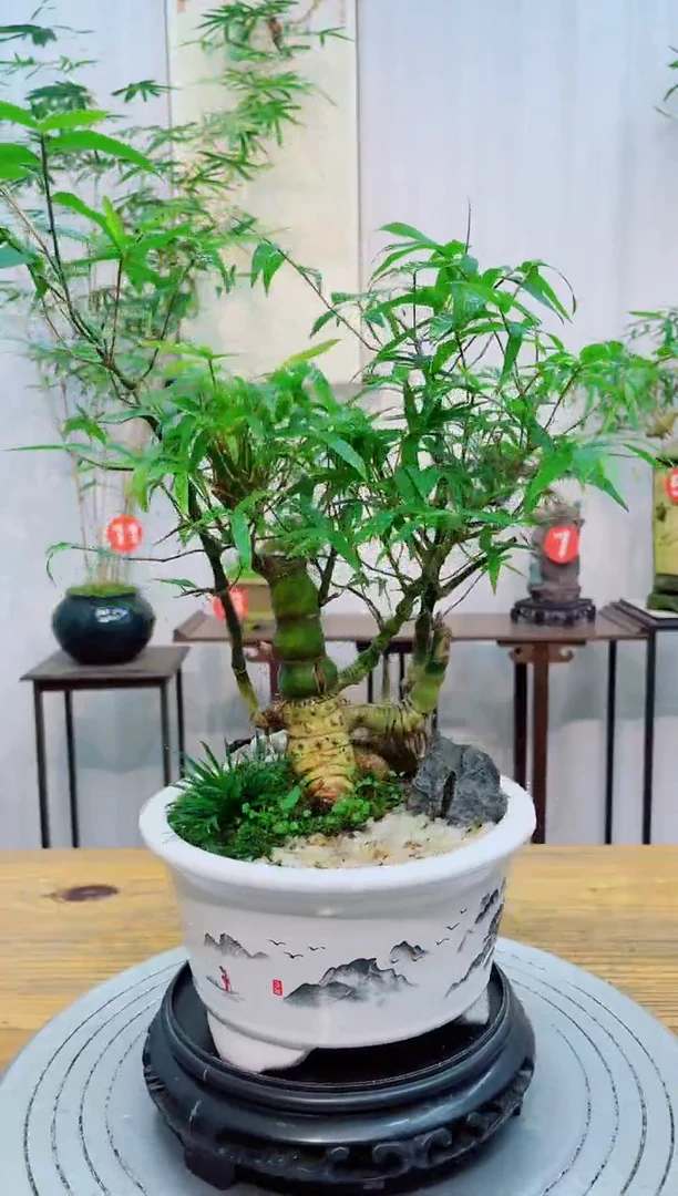 【闪购商品】竹子盆景竹子盆景