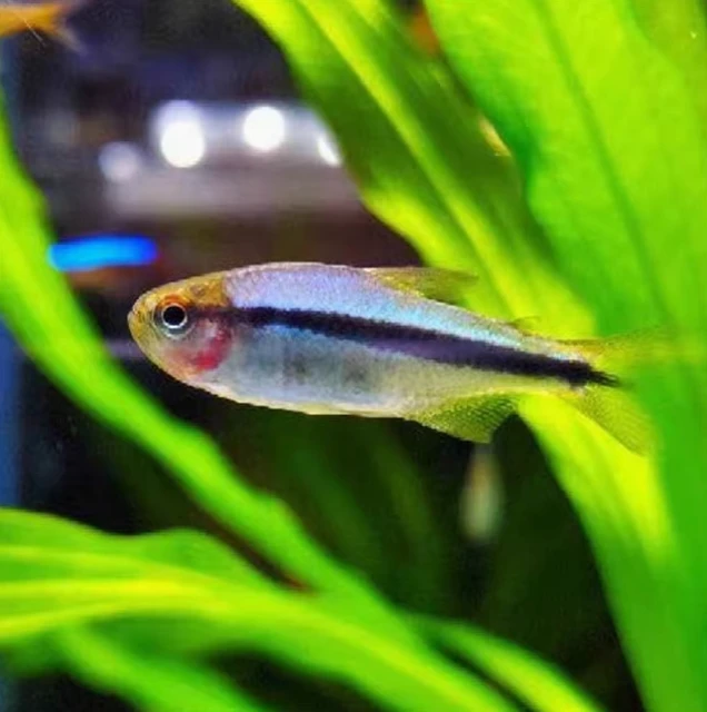 皇室青魔鬼灯鱼小型热带鱼活体鱼观赏鱼高端七彩稻田灯好养草缸鱼