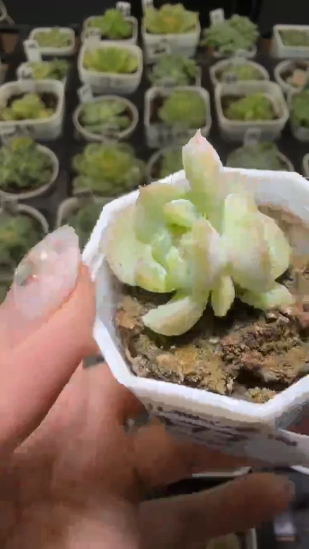 1477  良辰多肉植物