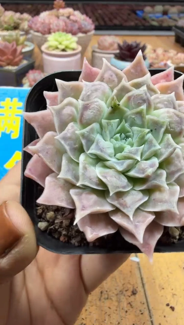 东云多肉园二店-484