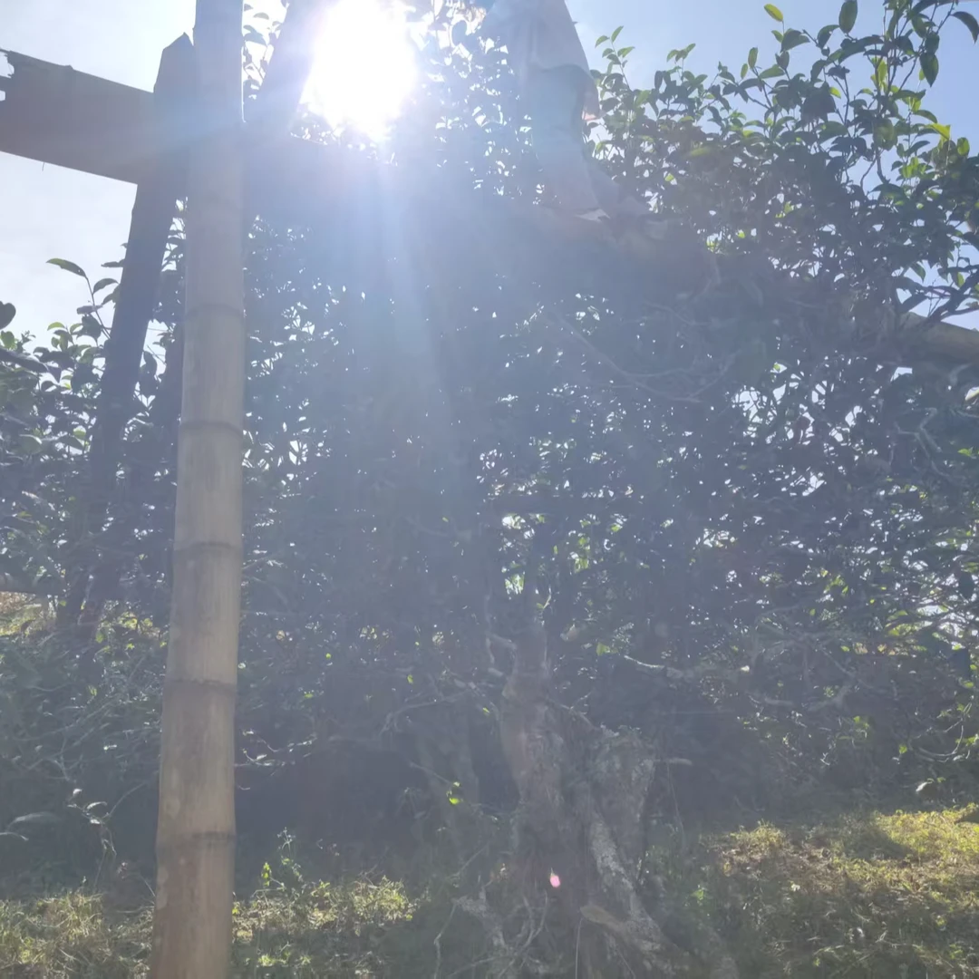 「坝卡森林」2023年古树混采/普洱生茶