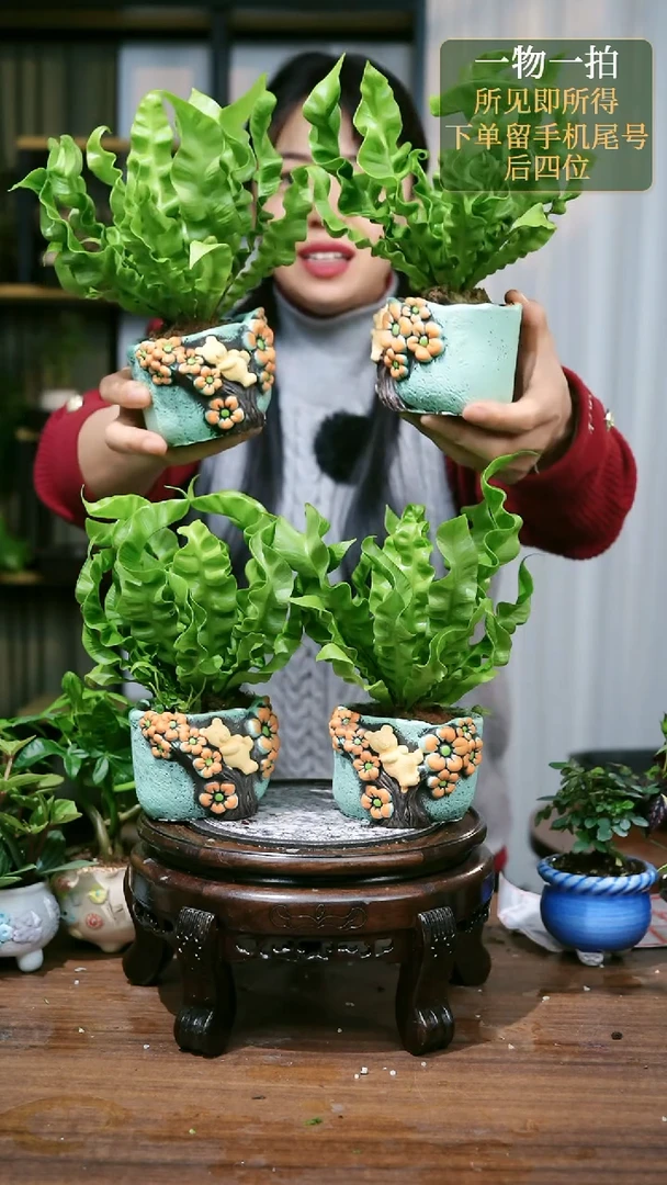 【闪购商品】22青火焰鸟巢蕨随机