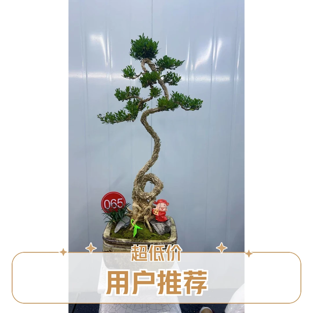 绿色种植生长广东皱皮雀舌黄杨盆景盆景树室内绿植黄杨树植物
