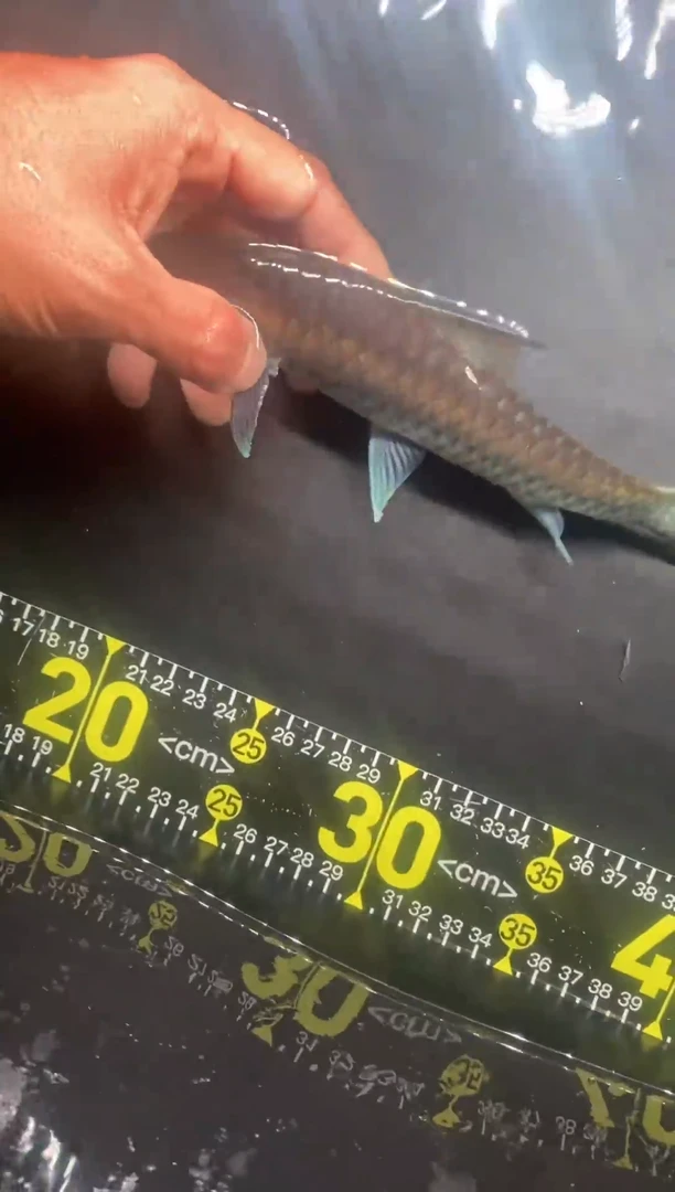 竞拍链接，一物一拍