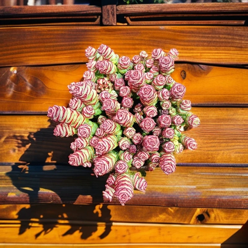 牡丹钱串（多肉植物）室内养殖新手易养品种  带盆土发