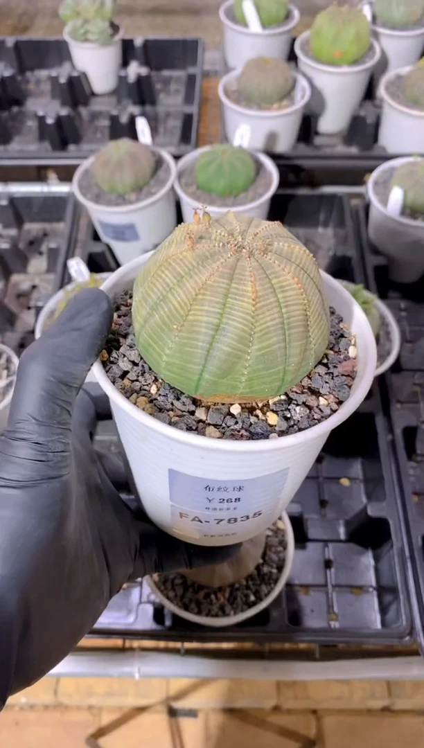 【闪购商品】布纹球FA-7835