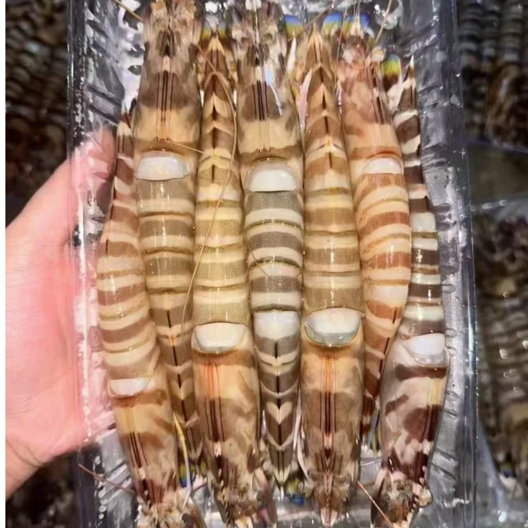 惠来县神泉镇本港野生九节虾斑节虾大虾大九节虾7-8竹节虾海鲜