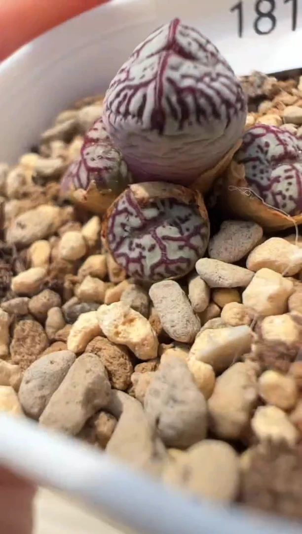 181。。。。。。。。。。。。。。。