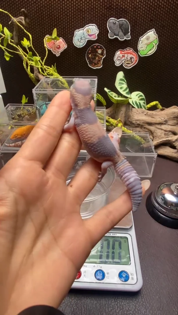 肥尾守宫鳞与尾 Scale Tail 爬宠幽灵