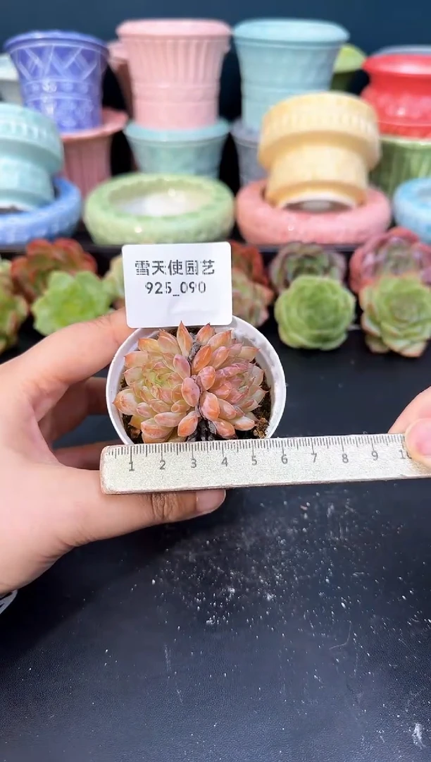 925-090青山（冠幅5cm）