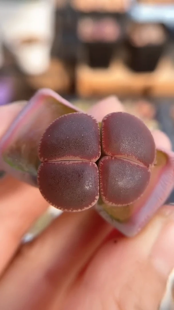 【闪购商品】1931直播一物一拍