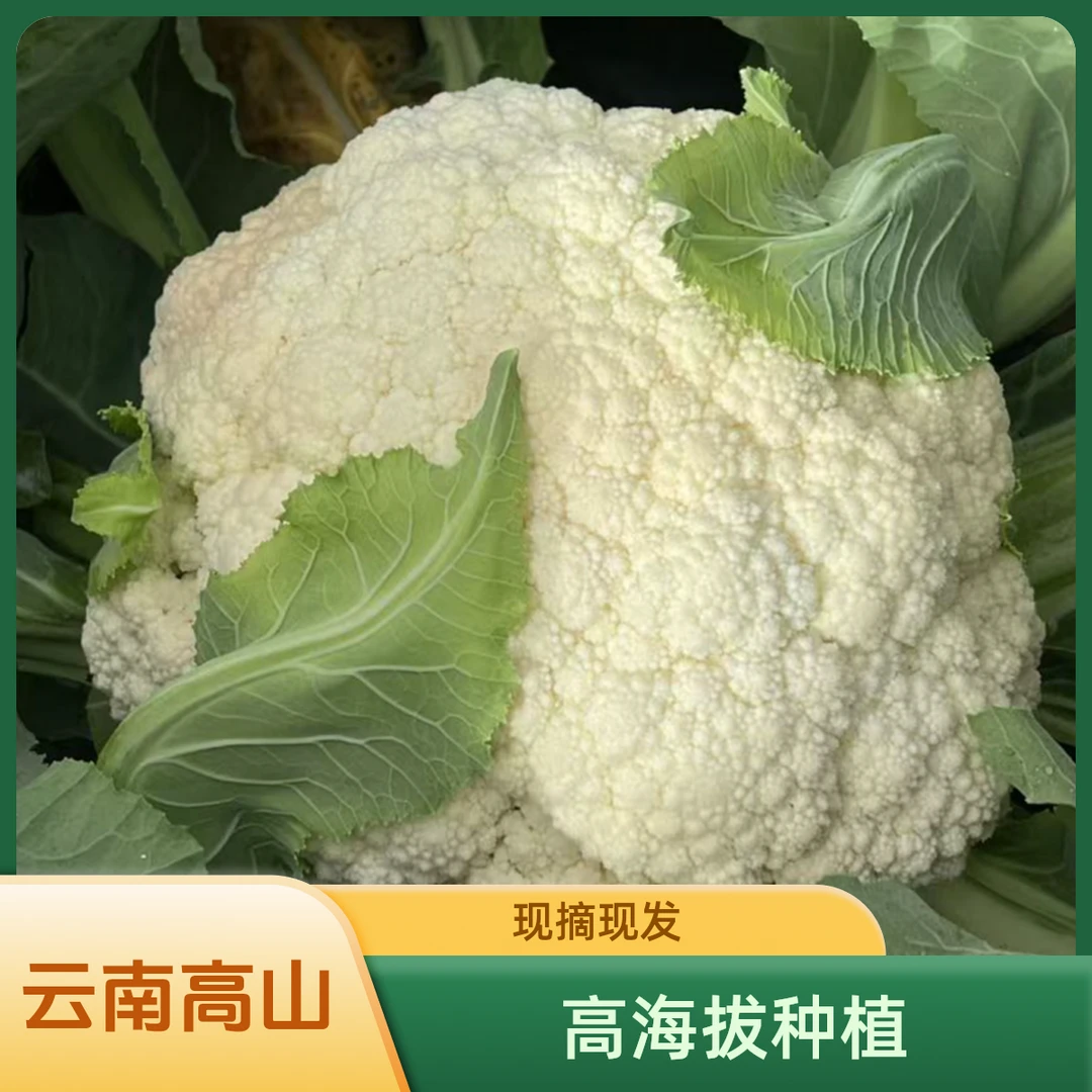 云南高山 高海拔 露天种植 无农残洋花菜