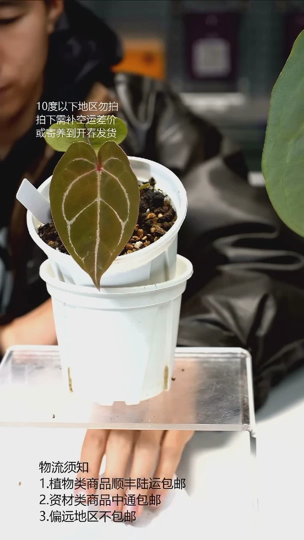 完全开放绯月 02