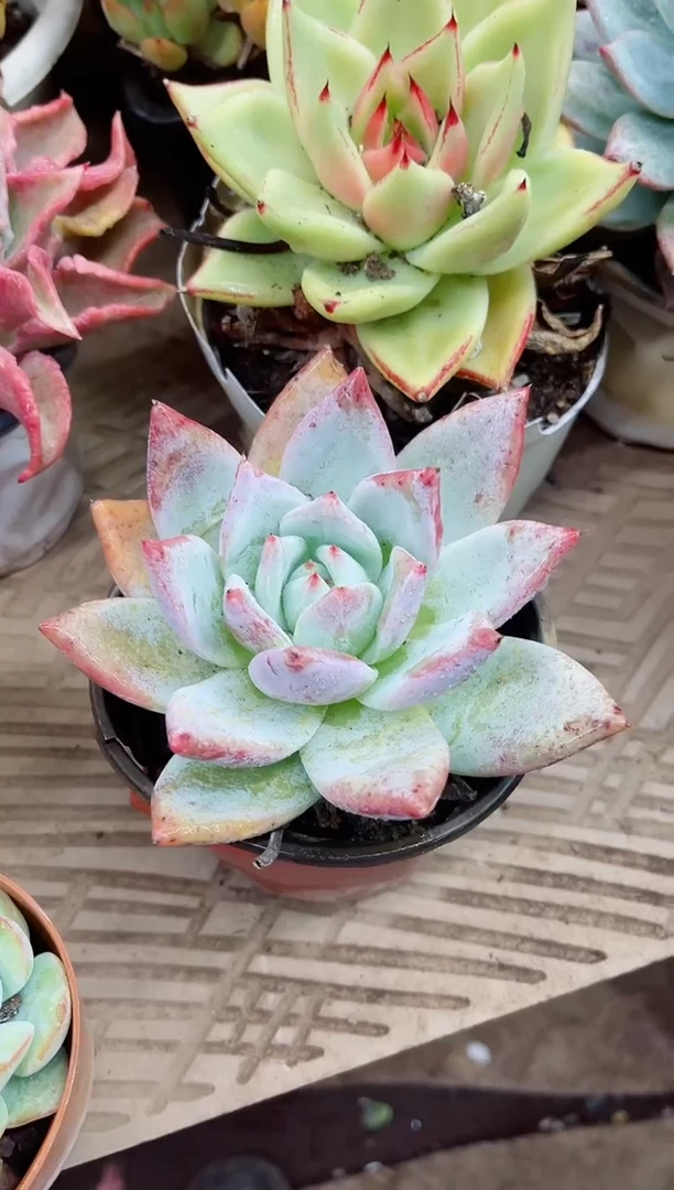 宁****丽19005多肉植物一物一拍